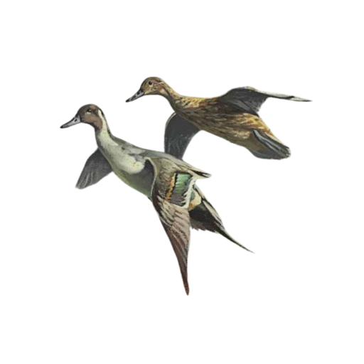 Duck Button